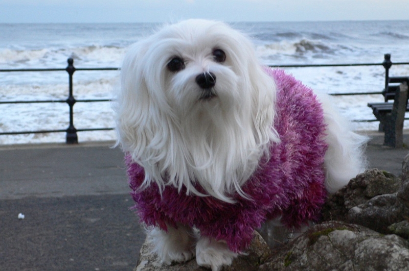 Snowdrop the Maltese 03.jpg